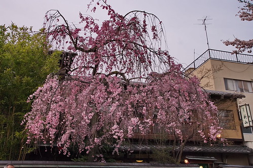 【写真】桜 : 祇園白川（２）