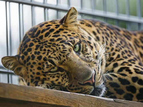 Relaxed leopard by Tambako the Jaguar