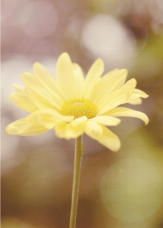 yellow daisy copy