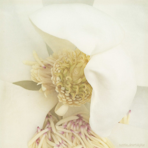 Plantation Blossom by Suzette.desertskyblue