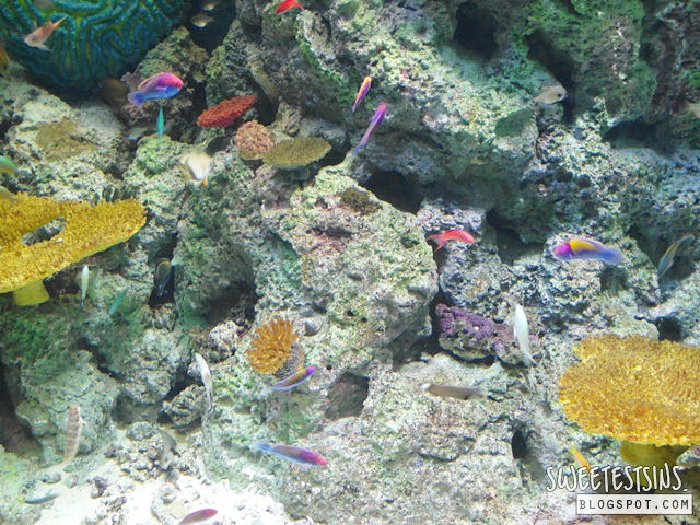 sea aquarium marine life park resort world sentosa singapore (34)