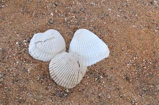Collecting Sea Shells in Sandbox