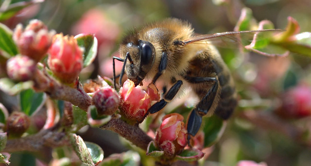 Honeybee on cotoneaster