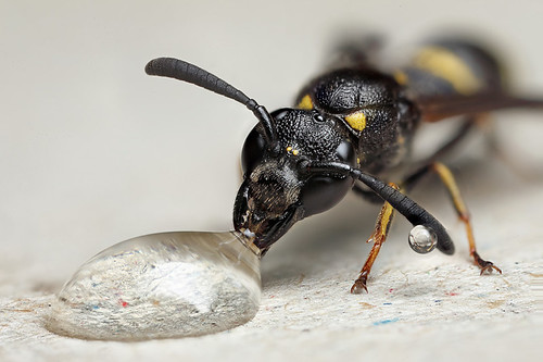 Potter wasp #3 by Lord V