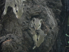 Squirrel Nest - Lodi Garden
