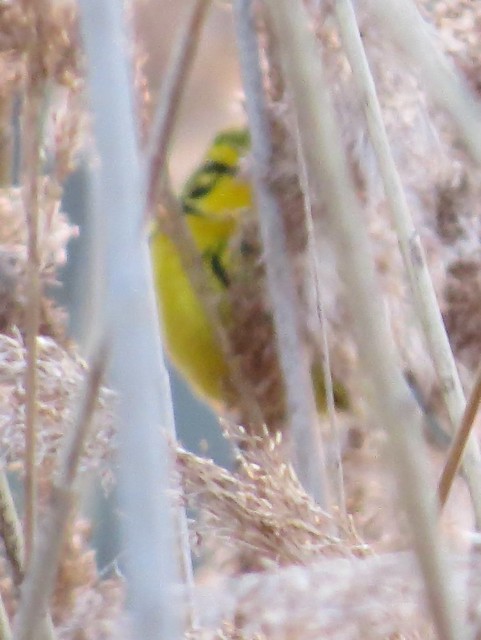 Prairie Warbler at Evergreen Lake in McLean County, IL