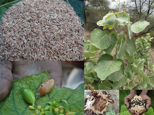 Indigenous Medicinal Rice Formulations for Diabetes and Cancer Complications, Heart, Spleen and Liver Diseases (TH Group-108) from Pankaj Oudhia’s Medicinal Plant Database by Pankaj Oudhia