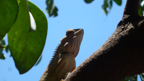 キノボリトカゲ　tree lizard
