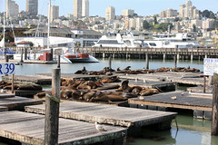 San Francisco: Pier 39 Sea Lions