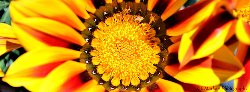FB Cover Yellow Flower