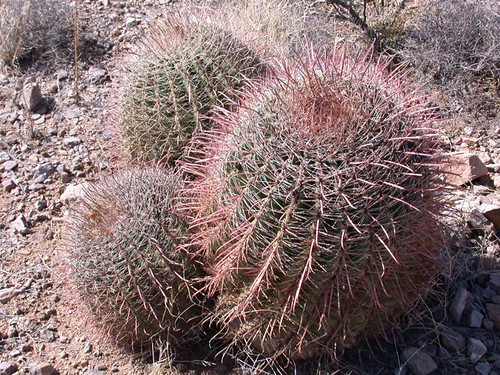 Cacti - Barrel Cactus - New Mexico