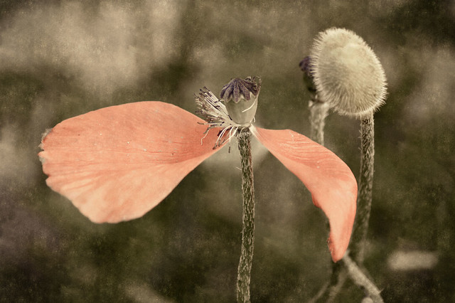 poppies photos poppies flowers growing poppies planting poppies poppies symbolism poppies veterans day poppies care poppies Searches related to poppy growing poppy poppy pictures poppy books poppy seed Spring door county wisconsin kewaunee floral filtered texture textured beauty pastel faded muted 