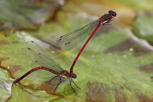 Large red damselflies #5 by Lord V