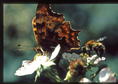butterflies & Moths