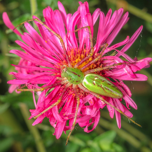 Green Lynx Spider on Aster