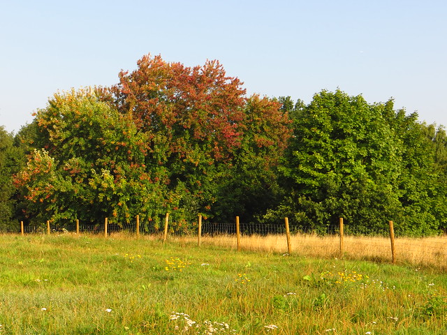 Silver Maple on the Tumulus Field