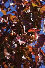 			Klaus Naujok posted a photo:	Not sure what type of tree. They are planted by the city along our main roads. Nice red leaves and some type of fruit.