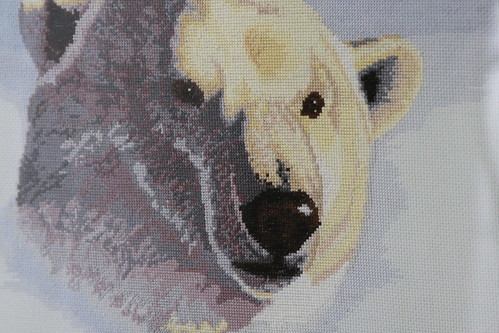 Polar Bear Framed Face Detail