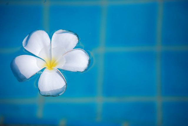 Plumeria Flower in Pool Lo_Res