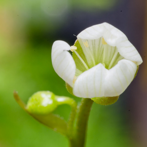 Flower of the Venus-flytrap