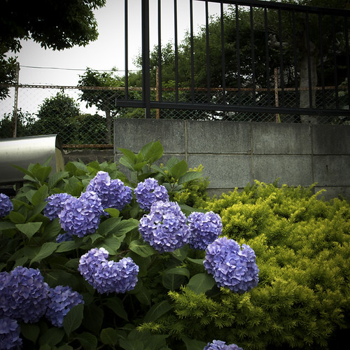 Hydrangeas with Mailbox and Wall