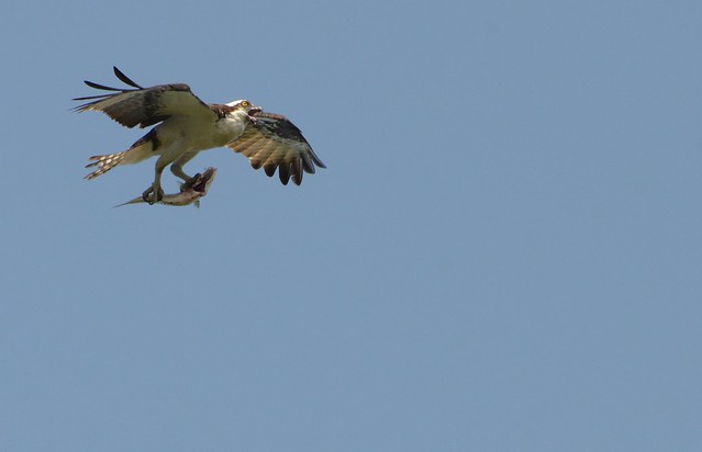 A male osprey returns to his nest with a fish