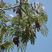 Mimosa tree (Albizia julibrissin)