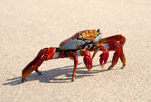 Sally Lightfoot Crab (Grapsus grapsus) by masaiwarrior
