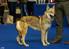 Exposición Internacional Canina de Gipuzkoa 2013