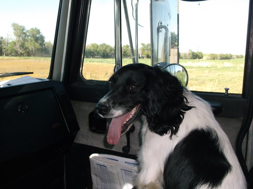Augie dog is our new trucker buddy