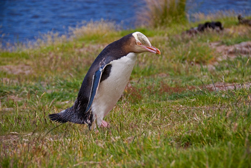 yellowed_eyed_penguin_3 by dsteinabq's pix