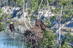 Yukon River Marsh Lake Dam Eagle Nest 2013