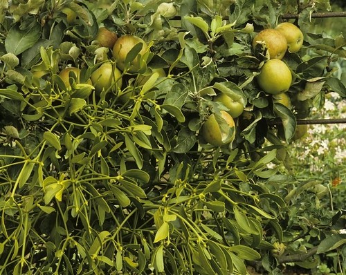 David_Bullock_-_Attingham_Park_-_mistletoe_in_orchard