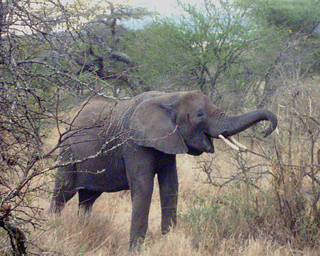 Elefantenkind (Serengeti)