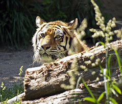 Cleveland Metroparks Zoo 06-23-2009