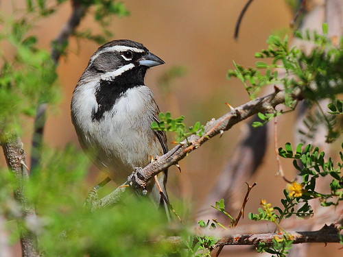 IMG_9790 Black-Throated Sparrow, Anza-Borrego Desert State Park by ThorsHammer94539