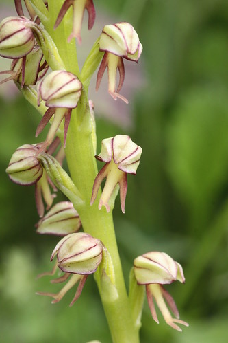 Man Orchid Aceras anthropophorum