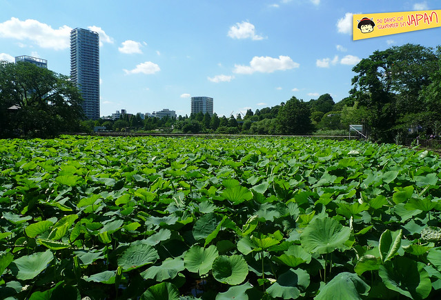 lily pond and the city - ueno park