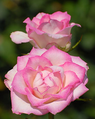 Central Park Roses 8-23-2011