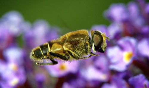 Hoverfly In-Flight over Buddleia