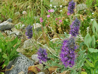 Pretty Wildflowers Near Mount Antero