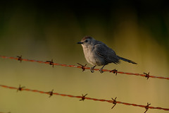 Gray Catbird-48902.jpg by Mully410 * Images