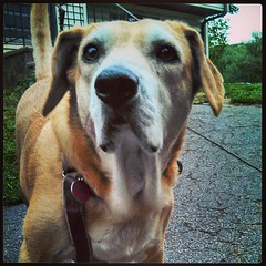 She's hunting something! #houndmix #dogstagram #PositivelyDog