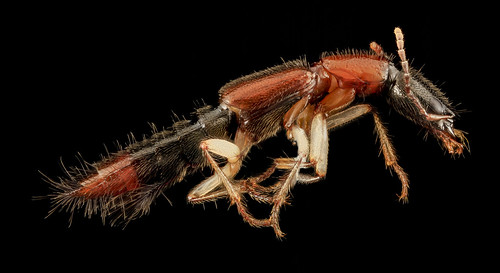 Rove beetle, U, Side, Upper Marlboro, MD_2013-08-21-16.41.18 ZS PMax