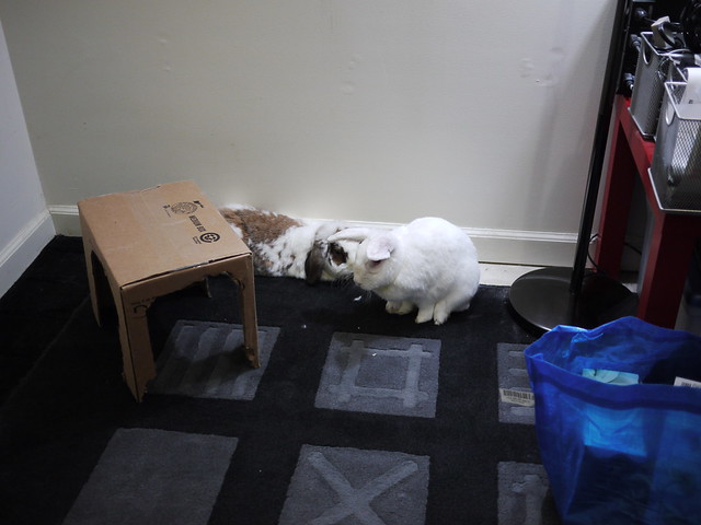 buns are displeased with the lack of furniture
