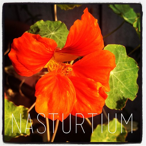 Garden Alphabet: Nasturium | A Gardener's Notebook with Douglas E. Welch
