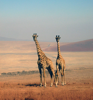 Giraffenpaar (Ngorongoro)
