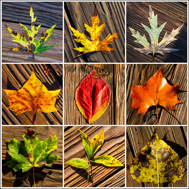 Fall Leaves Study