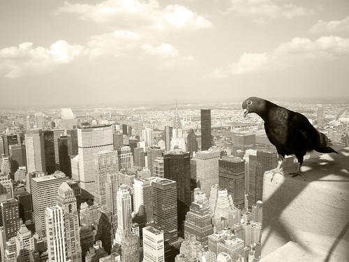 a birds eye view of nyc