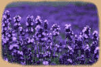 lavendernew